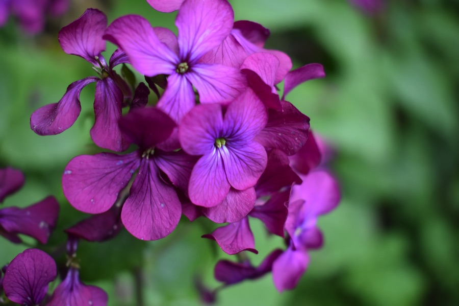 Honesty flowers